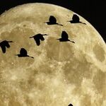 Week of the Hunter's Moon