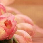 Mercury Direct on the Day of Mothers