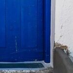 Revolving Door of Cats