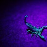 Scorpio Season