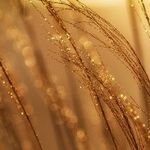 Conjunction of Golden Gratitude