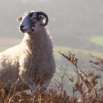 Twilight of the Ram