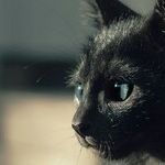 Lucky Cat Retrograde