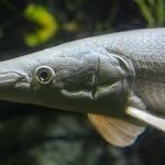 Week of the Sturgeon Moon
