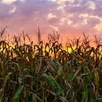 On This Harvest Moon