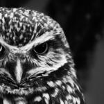 Trine of Intuitive Prudence