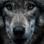 Wolf Moon Week