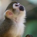 Don't Monkey with Me
