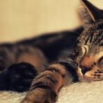 To Sleep, Perchance to Scheme