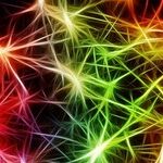 Blame It on the Amygdala