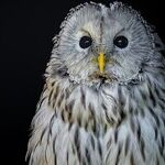 Save the Owls!