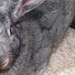 Big Brother Pig