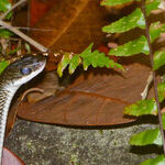 Fake Snake