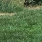 Peacock Visitor