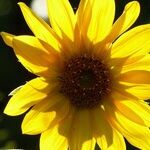 The Golden Girl Inside Us