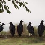 Circling Vultures