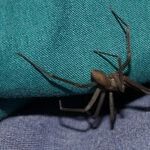 Spiders and Kids