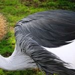 Jurassic Crane