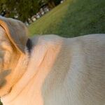 K-9 Names
