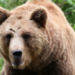 Mama Bear