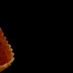 Taco Cone