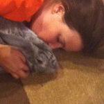 The Perfect Pet