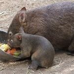 Wombat Day