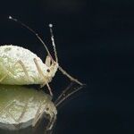 It's Lice