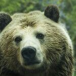 Summoning Bears