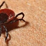 Tick Trauma