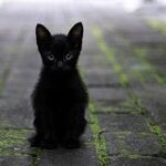 Superstition Is the Way
