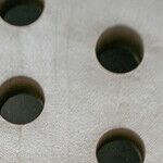 Forbes Column Full of Holes