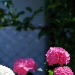 Divorced Women Surveyed About Social Security
