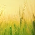 What Farmers Can Teach Us About Finances