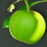 Apple Is Losing Its Luster