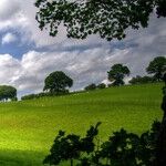 Structured Investment Option and NKTR