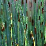 Bamboo and Recessions