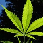 Investing in Mary Jane