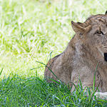 Bob Barker: Good That's Come From the Loss of Zimbabwe Lion Cecil