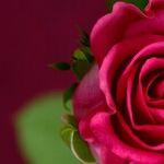 LYNDA HIRSCH ON TELEVISION -- SUMMARIES