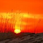LYNDA HIRSCH ON TELEVISION -- SUMMARIES