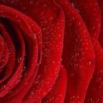 LYNDA HIRSCH ON TELEVISION --SUMMARIES