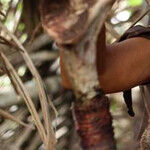 'The Green Inferno': Eli Roth Returns With a Helping of Bloody Confusion