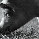 'Gunda': A Wondrous and Heartbreaking Excursion Into the World of Animals