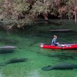 Lovable Manatees Lure Visitors to Florida