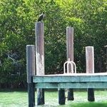 US Estuary System Is the Place to See Marine Wildlife