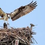 Wildlife Comes to Town