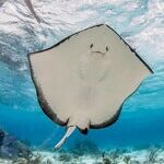 Cavorting With Sting Rays and Coral Reefs on Grand Cayman
