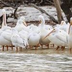 Travel to the Islands -- Close to Home