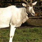 Learn About Endangered Species at Select Zoos